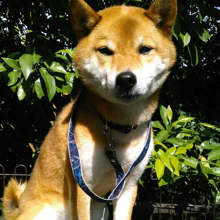 7823351e e4de 4f36 b0c0 94edd358373d 1525933006569