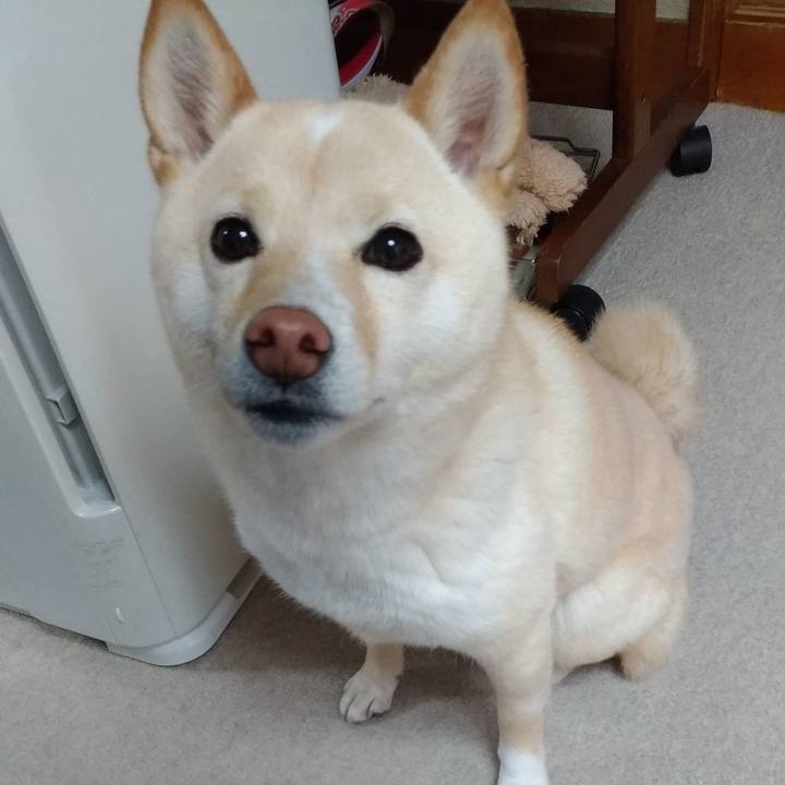 7826029b db7c 4679 a5eb fed5df6cf412 1585609246471