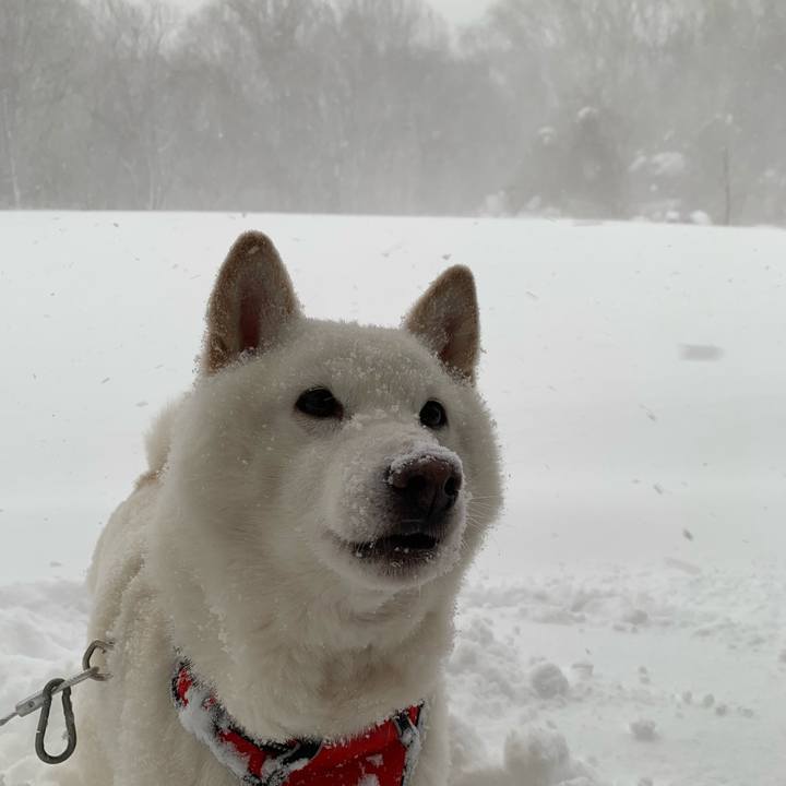 7826a16e c0d6 4a0a a134 3a517c3910db 1611017393659