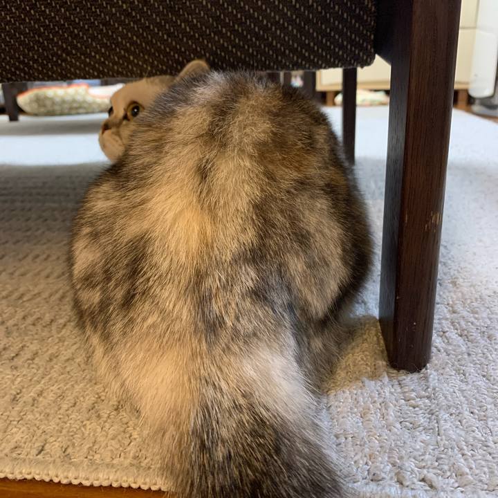 78332757 4408 47ff ae72 20c0e9782aa6 1707817023132