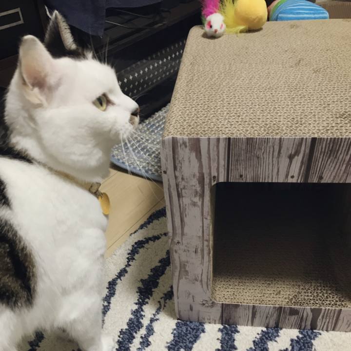 78346a3b 637d 47af ae8e bddb8617f834 1545712388720