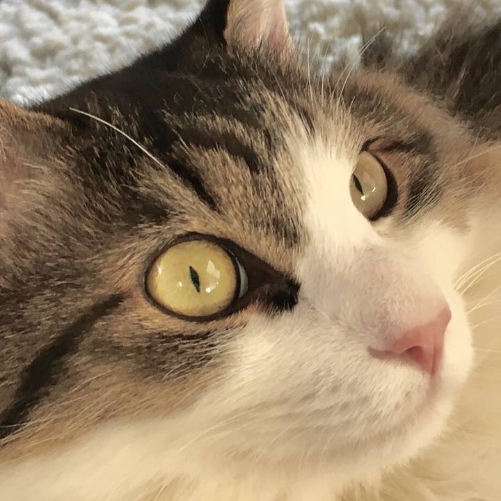 783b6b0f 7ae6 4b7a a249 ab9059ed93d0 1515828496853