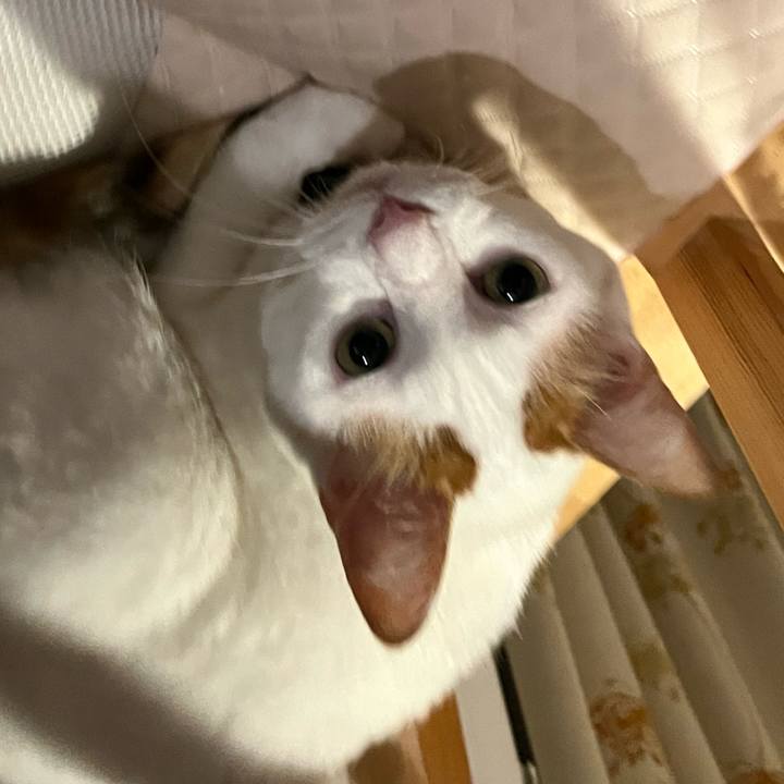 783b79a3 a775 4baf 9b58 d10382c255c5 1762523526860