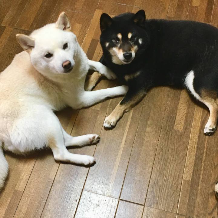 783bda1d b6cf 4afd 9bc8 00619ed47dfe 1548127973640