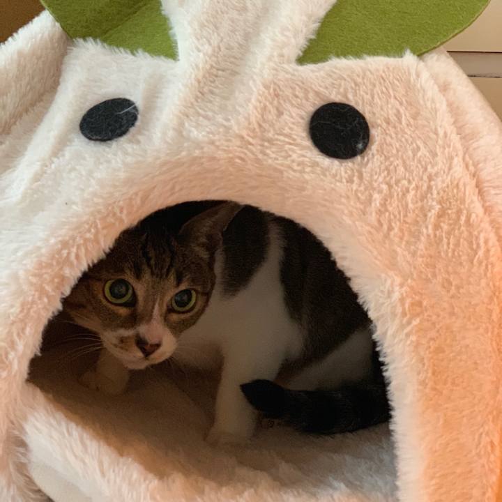 783cce54 8200 4272 99a4 6344afa0be92 1541295618050