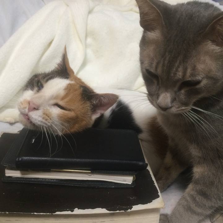 783ea0b8 0fb3 4a35 b731 61d202e2bc92 1536846118753