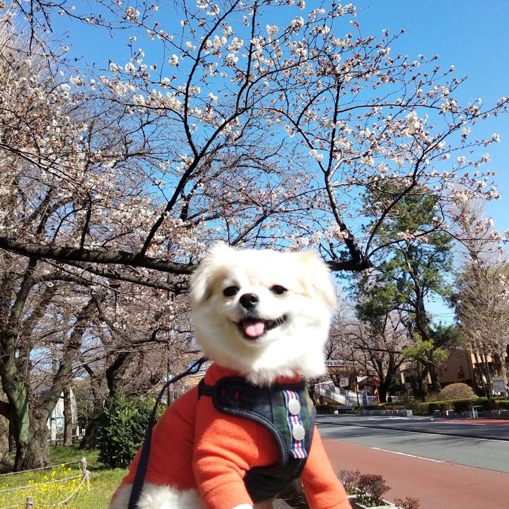 7844a986 4314 4f4b 8bf2 b63595c9287d 1679835385676