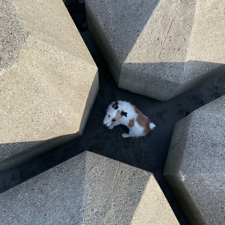 7845797e 838e 4b92 a4fd 58572e109a27 1616195037237