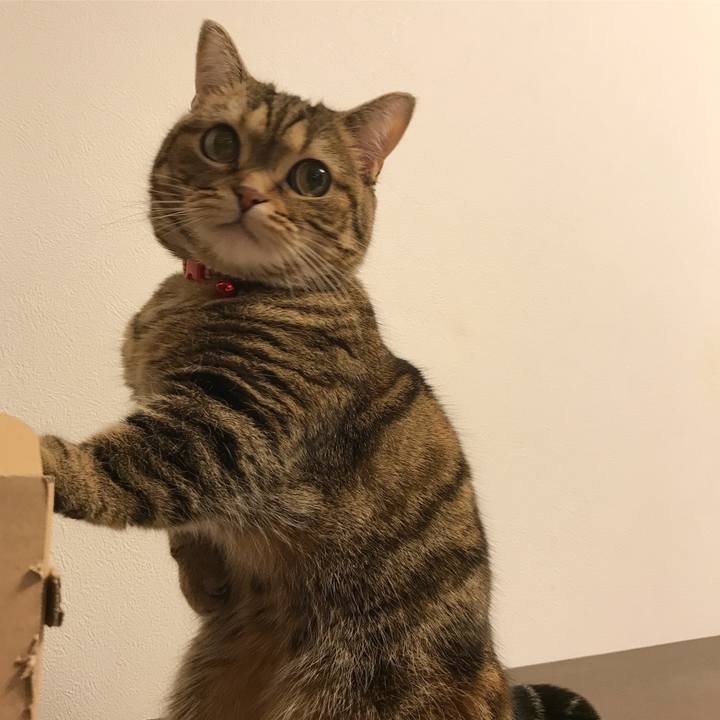 784716c5 151d 4595 a7a8 b1853d7929b4 1516450106620