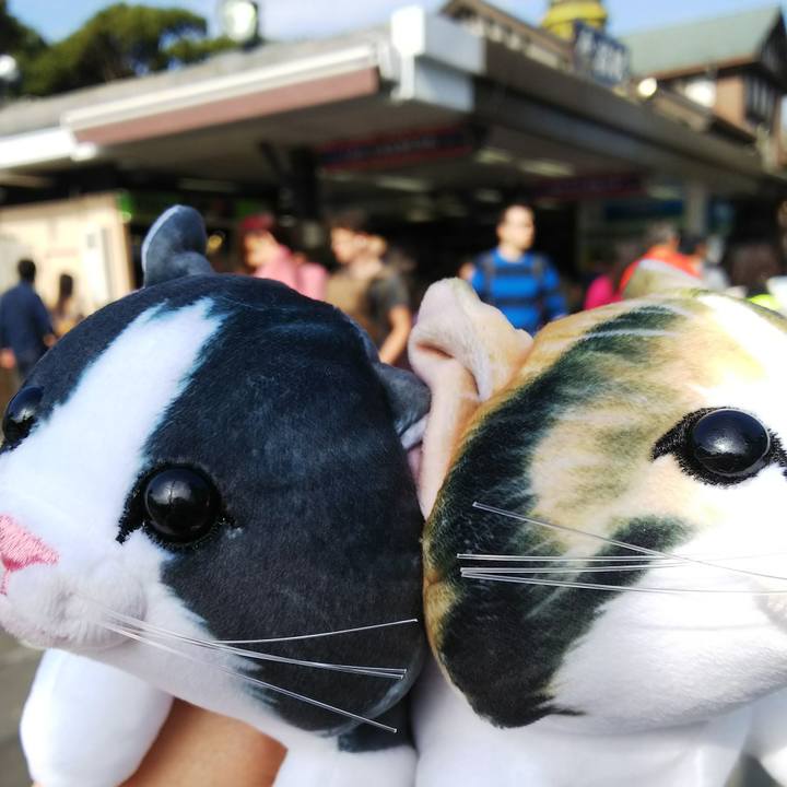 78488900 002e 40f8 8fc5 521576671eeb 1541903451354