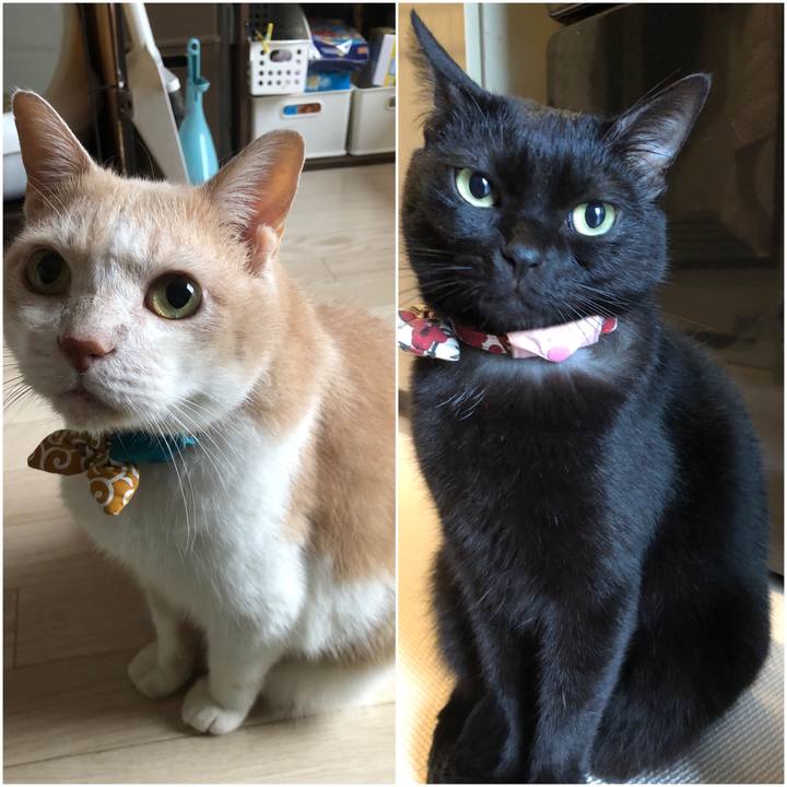 784a0aff 0bf4 4619 8176 3f4a9cbef40b 1603405064948