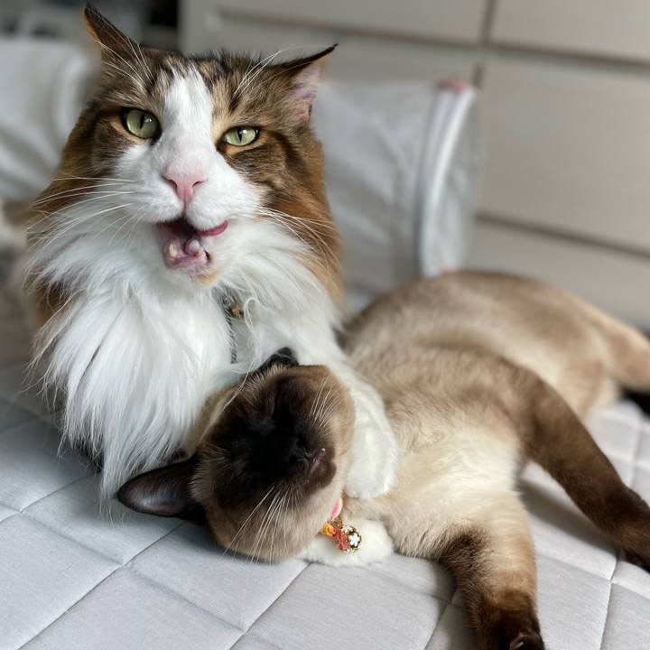 784e1d7d af21 448b a45d 9e41ad1495ec 1720381691218