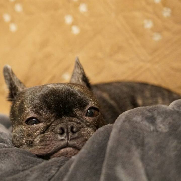 784e8151 f436 44cb aa51 e4e4eb528bd0 1511439279722