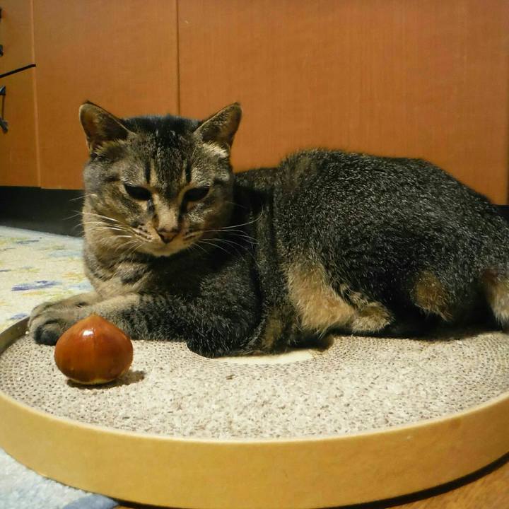 784f11ea 819a 4412 aee9 f4e18cf69a82 1537402054075