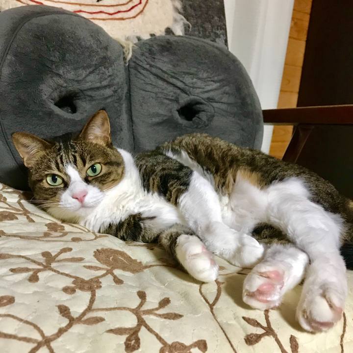 784f4bde 6aa7 44cf ba54 3c30cf3232df 1532604833742