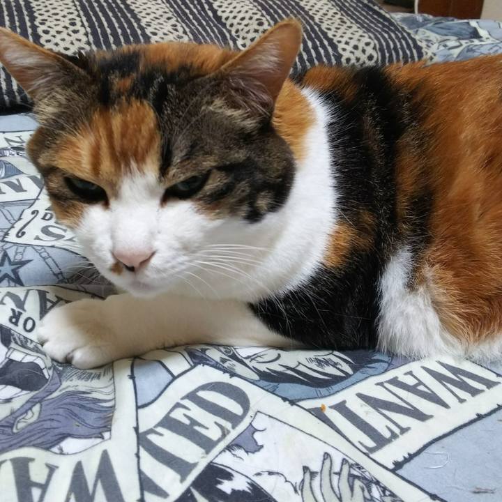 78518caf d866 42c0 b621 a8e5601ac864 1527294252853