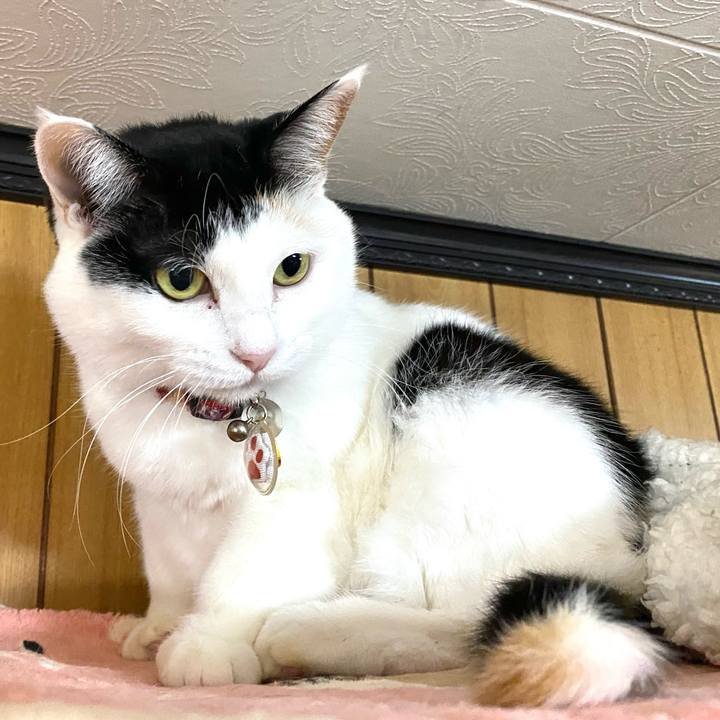 78535cfe 12e8 4b71 92c8 75016348e675 1739883466071