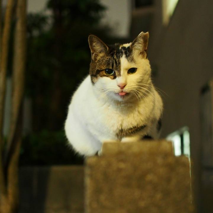 78574534 b67c 4484 a610 edbf5eedaa71 1540565011440