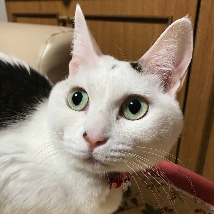 7858e24c 0f83 4ced a24e 877361117afd 1546271535739