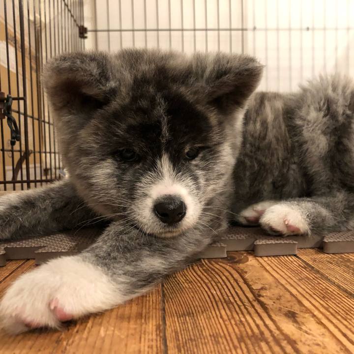 785ca08a 1976 4f9f bff7 b0674f509ae1 1552976932754