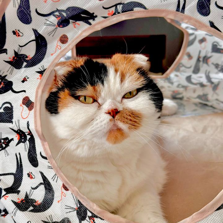 785d0025 a370 47d4 8e88 77ce8372953c 1699483537860