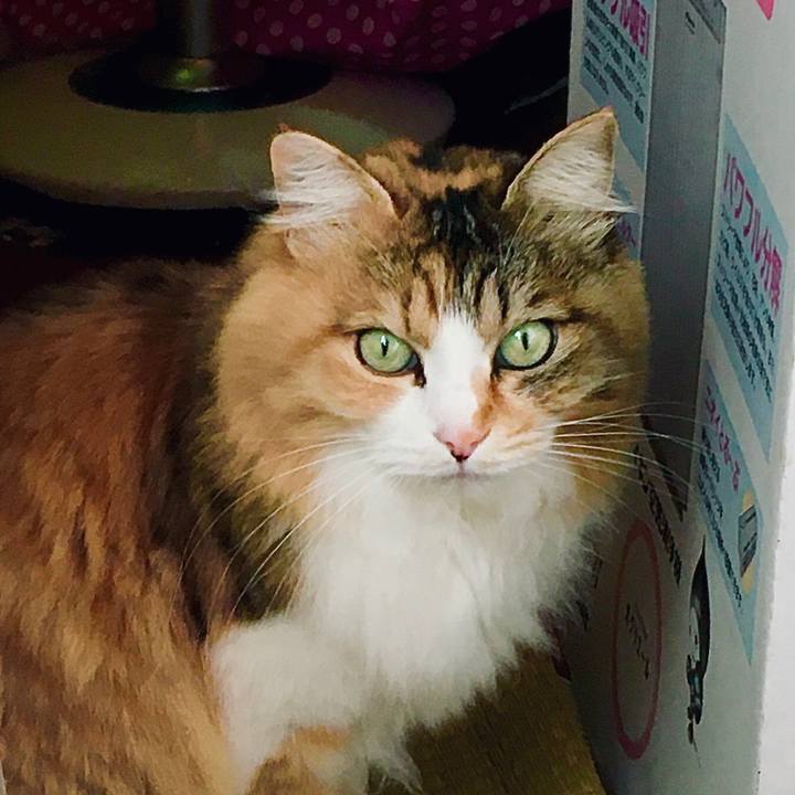 7861181d 27c8 41ee ad4e 7cbcd694b18a 1587962824316