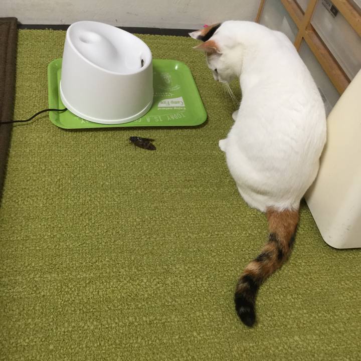 78636a66 f4f5 41fd a6a0 230ea7cd5b5d 1566482661038