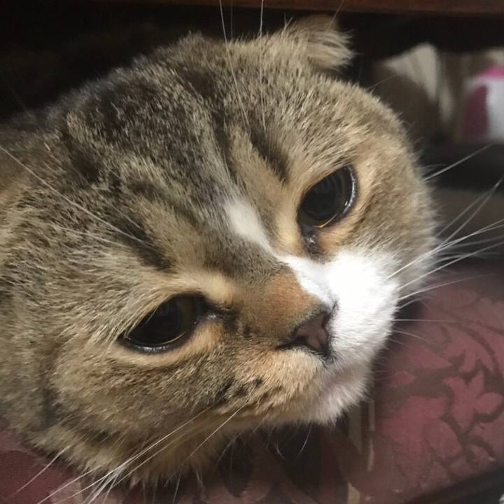 78644a96 1653 4a8f 980a 77411656f586 1542301322720