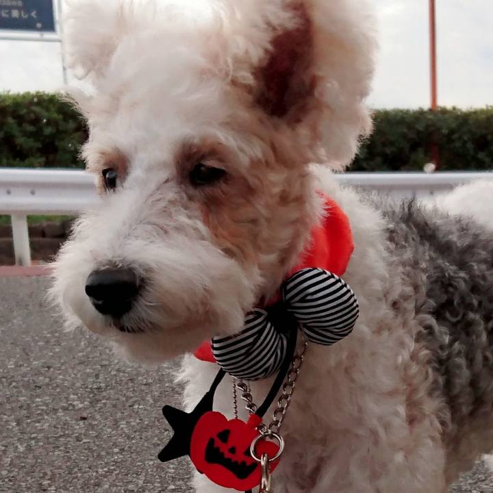 7866ac17 6fb4 4bf6 8789 96b67e99e06a 1540974541869