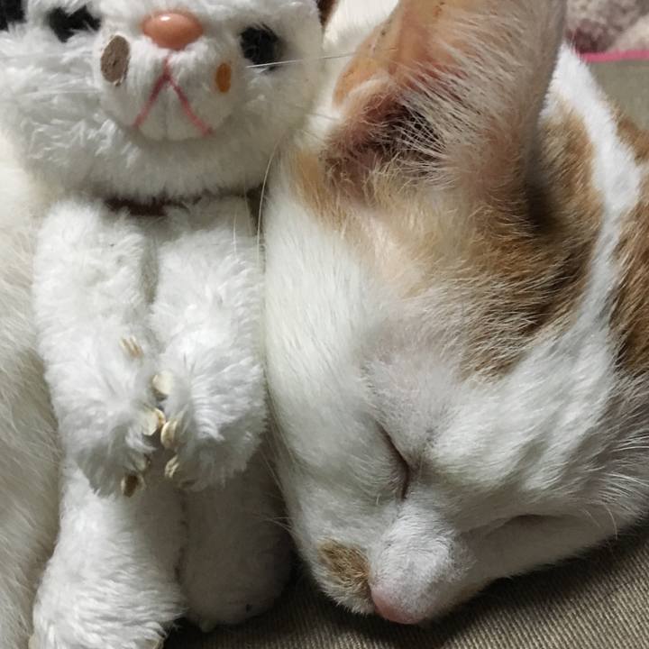 7867d732 512f 4f16 b9fb 326b641442da 1545603892696