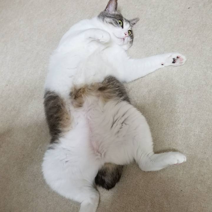 7867e6be 8a2b 47ad a315 19023c316e69 1513210684564