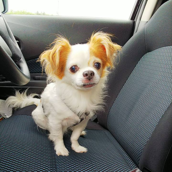 7867f257 7d91 4431 a330 abb7439f75c8 1530339809655