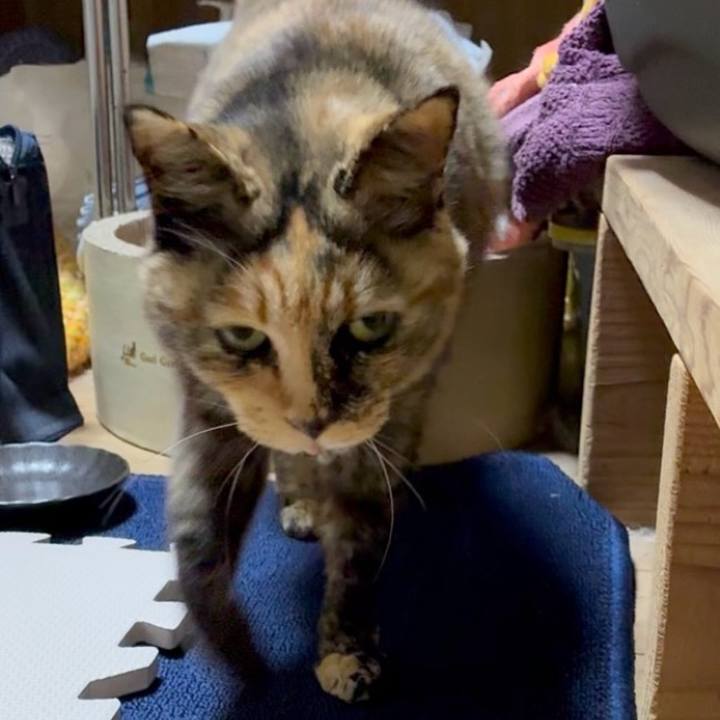 786a1bcf 3f07 4a50 a0e5 4134c4914190 1775309446636