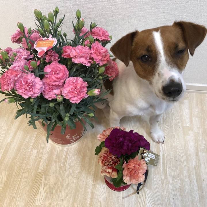 786a70a7 3c2b 4233 aad4 f47d174cb6c6 1526209716662