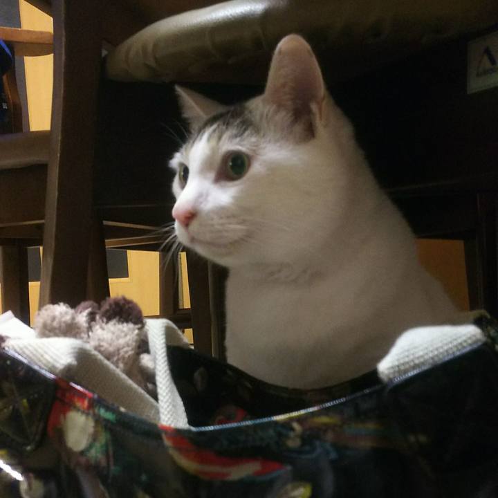 786bd0c8 5a71 4c26 81e7 a8bae8389c4e 1547510865503