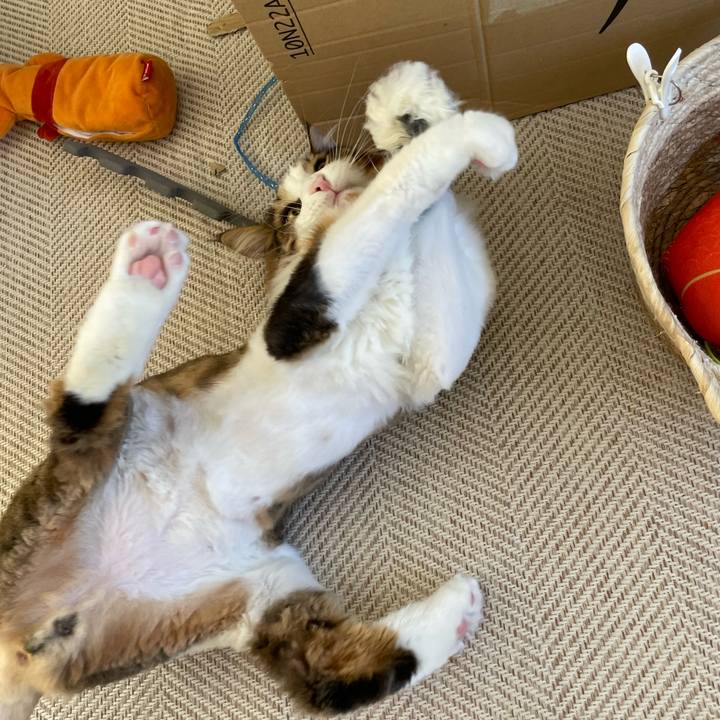 786ca2e1 20ff 472c b43c 16d2448fd225 1660771931519