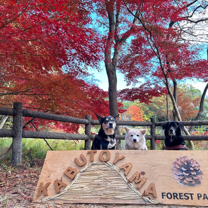 786d6d25 5efe 4f9a 9b1b afd1ea5aa7ea 1732979818779