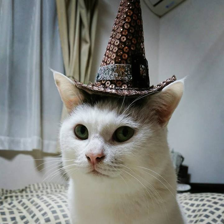 786fae11 036f 4182 b766 a96e0baf7ab6 1541024762845