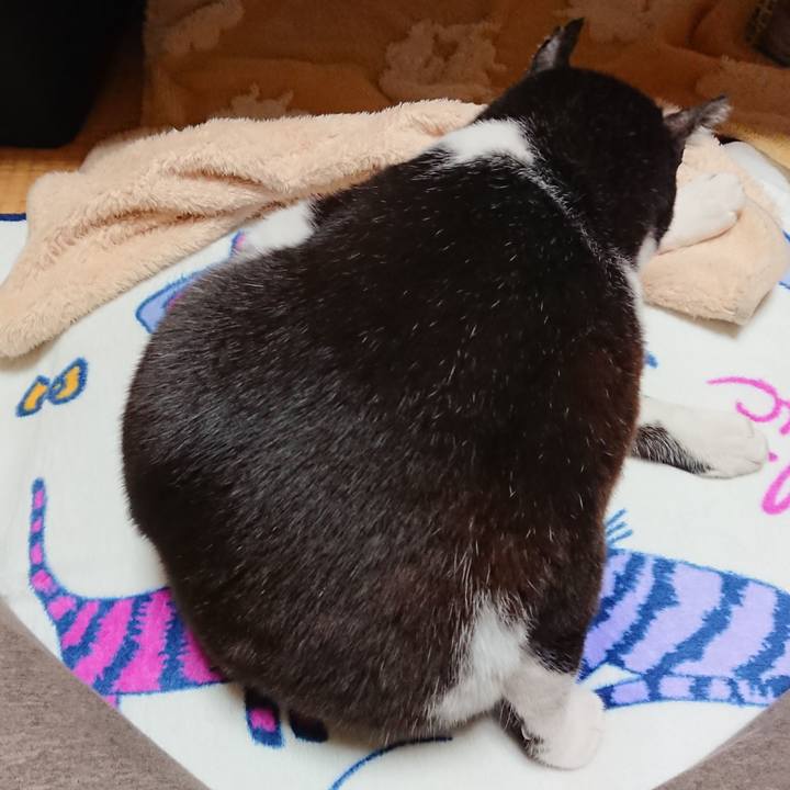 78728157 455b 461c bd02 5e321a9b1619 1637058065928