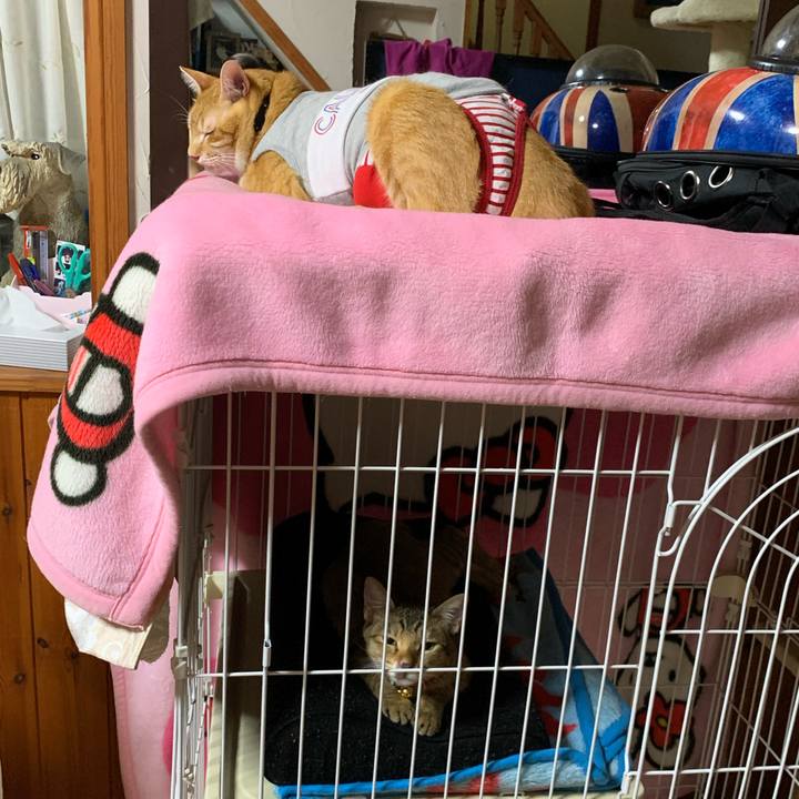 78776d82 c816 4c2e af96 36103b205084 1599925947438