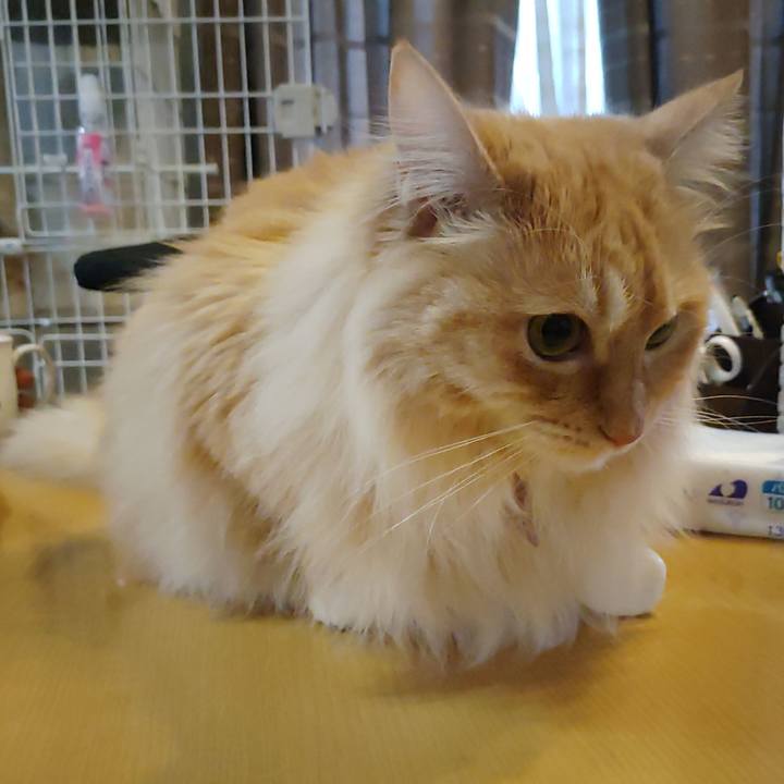 7878ae70 8d41 40fe b65c 58f9107c99f7 1680732779612