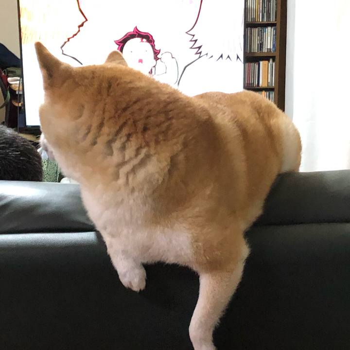 78800e6e b7b1 43f8 96db ec01cc6d7046 1603540246955