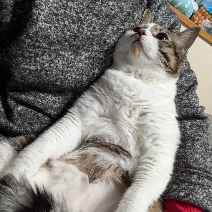 788047d7 9acd 45bf 80bf 23af822a66d4 1732364849076