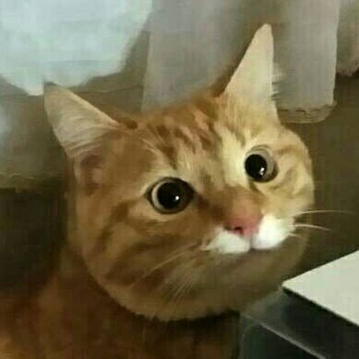 78805527 e8ad 4520 823b ec481ae873a0 1578637234710