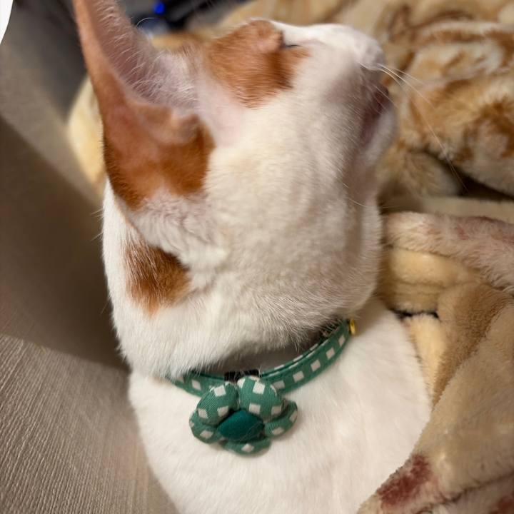 7880f6ac 1701 4f7e 80ce dcfa4f49201f 1769172853903