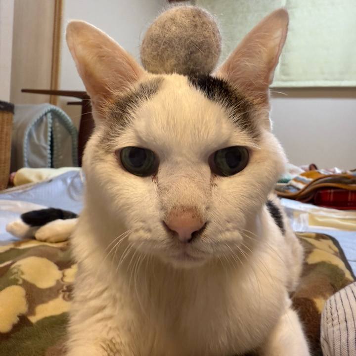 788412ea 9a64 4ea0 9921 f3e621793ac8 1764852098382