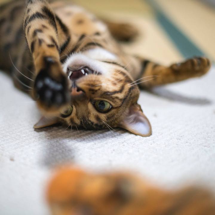 78855139 b1ff 4e0b 8875 8aaf04ff18fa 1521910680087