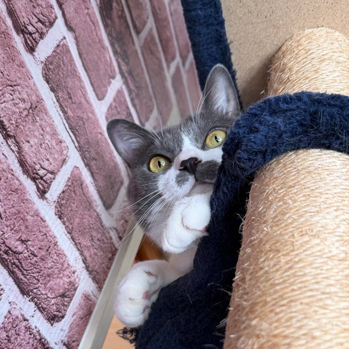 788563f2 eae4 4fb8 a558 44d479dba214 1761176028564