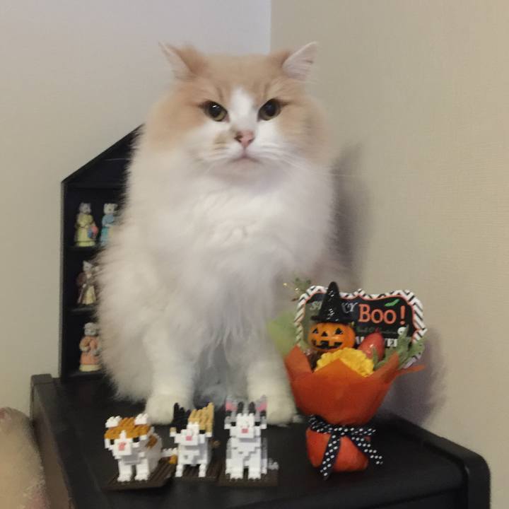 788b3db7 6532 4e9d 9e7b 542fc26b235d 1540465822634