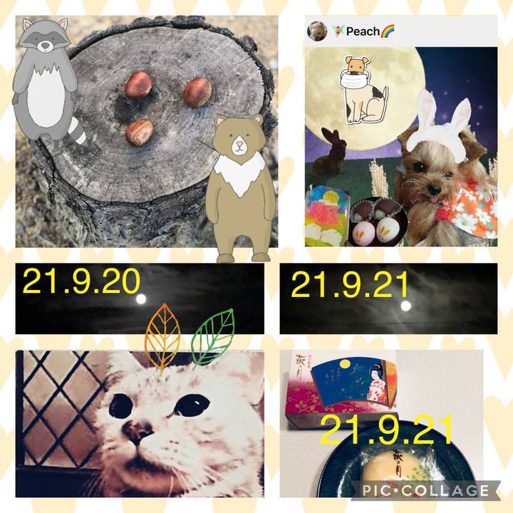 788c5863 91d0 443a 8058 2b61bee51adf 1632226286476